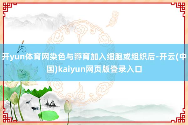 开yun体育网染色与孵育加入细胞或组织后-开云(中国)kaiyun网页版登录入口